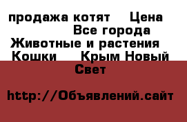 продажа котят  › Цена ­ 15 000 - Все города Животные и растения » Кошки   . Крым,Новый Свет